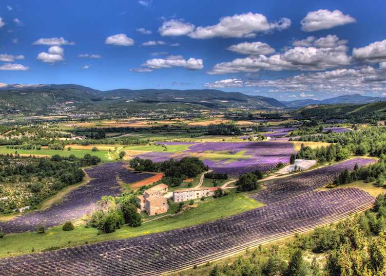 Lavender fields, Gordes