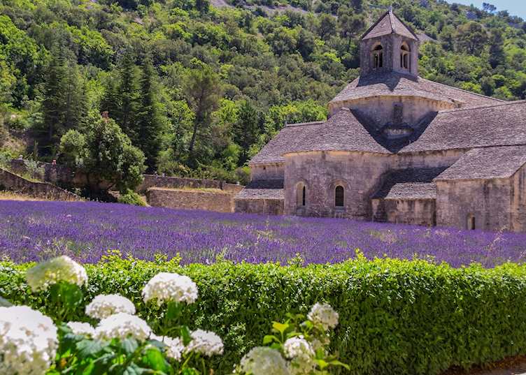 Lavender fields at Abbaye de Sénanque, Provence