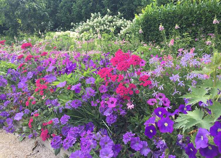Vibrant flowers, Loire Valley