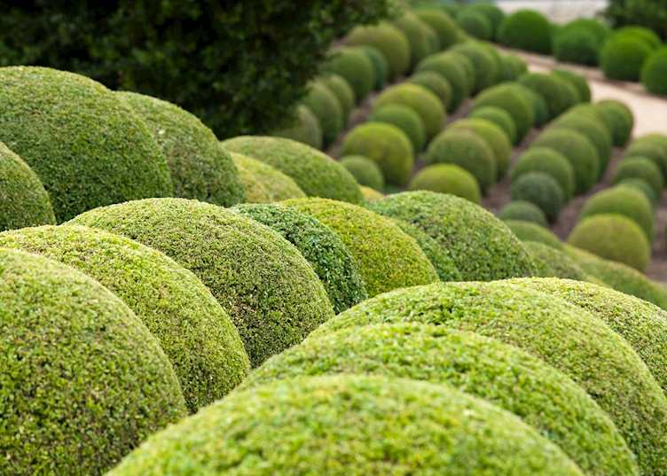 Lush garden, Loire Valley
