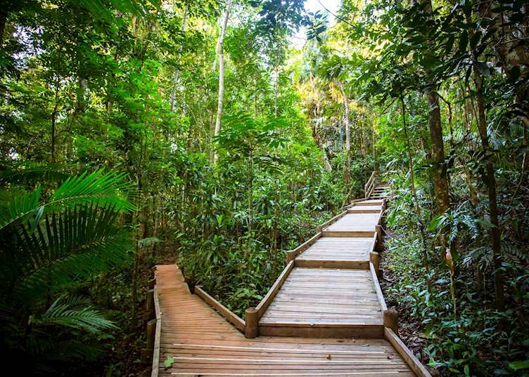 The Daintree Canopy Boardwalk, Daintree & Cape Tribulation