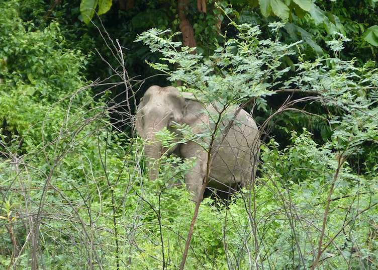 Wild elephant at Belum Rainforest