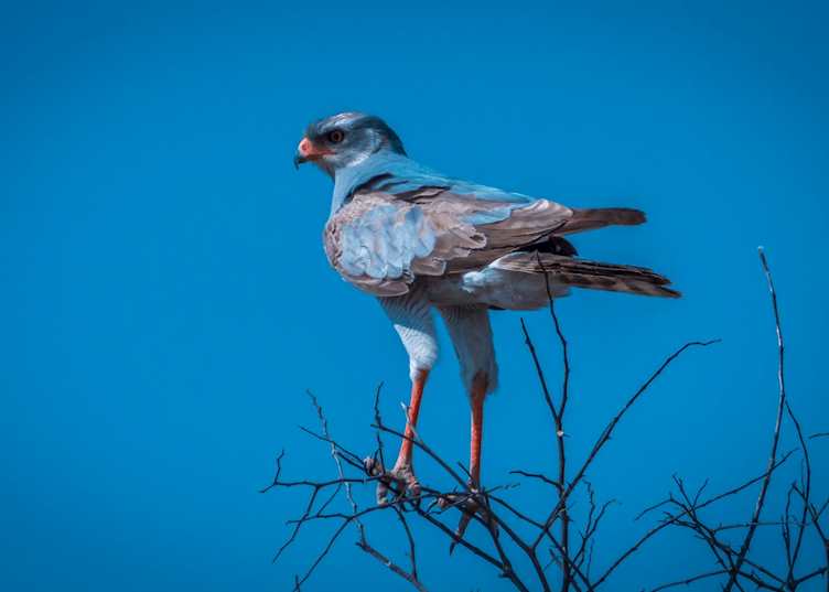 A pale chanting goshawk
