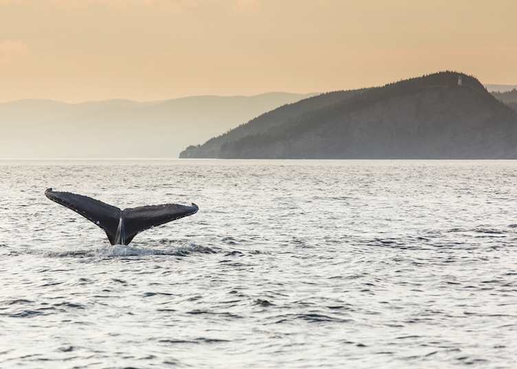 Breaching humpback whale in Forillon National Park