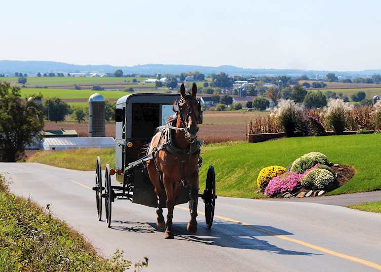 Amish horse-drawn buggy