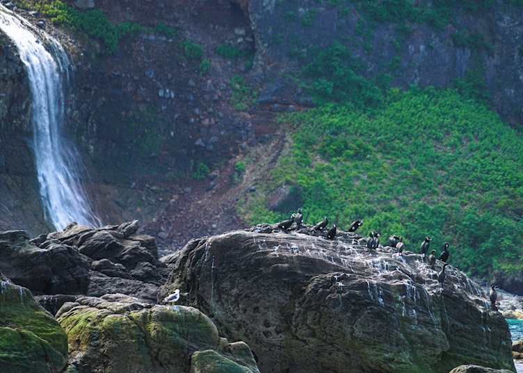 Cormorants, Shiretoko National Park