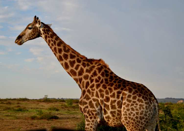 Giraffe, Kapama Game Reserve