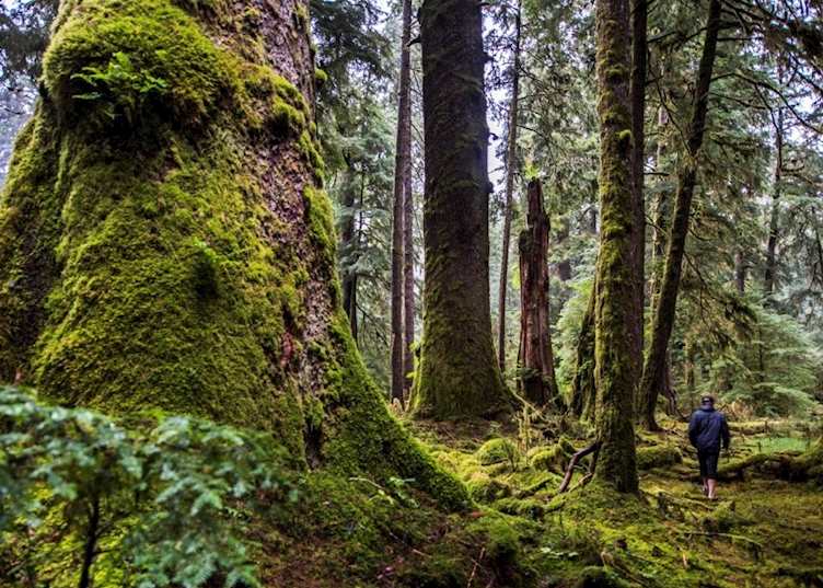Haida Gwaii's old growth forest