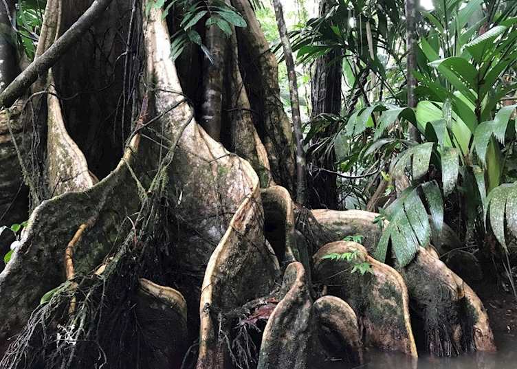 Mangroves in Mawamba, Costa Rica