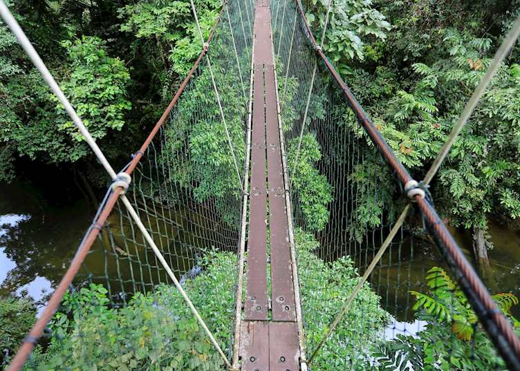 Canopy walkway, Mulu National Park