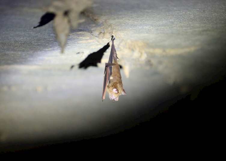Bat in Mulu Deer Cave