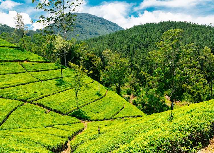 Nuwara Eliya tea estate