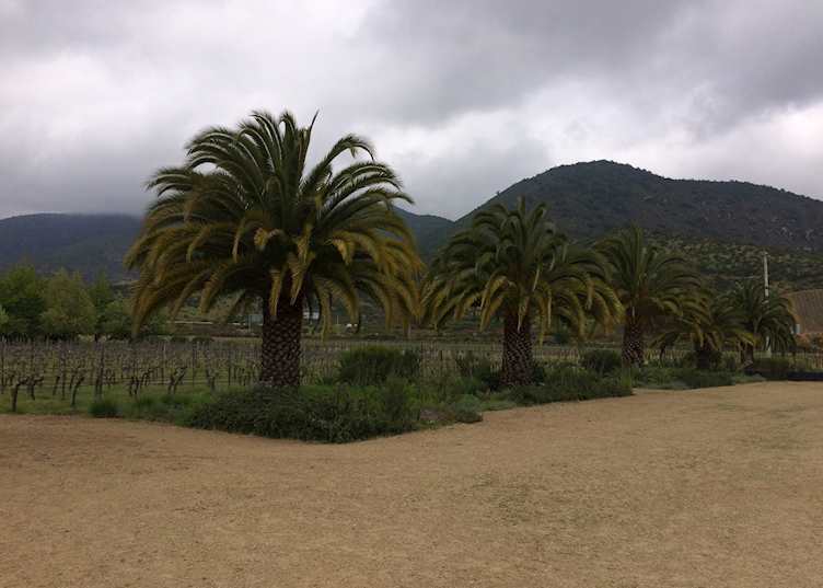 Vineyard in Casablanca Valley