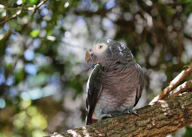 African gray, Tsitsikamma National Park