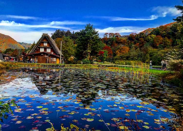 Shirakawago leaves and pond