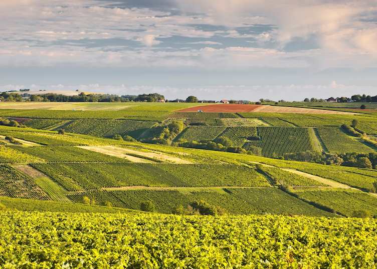 Lush landscape, Loire Valley