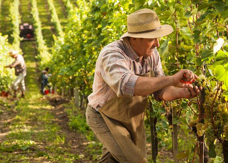 Grape picking, France
