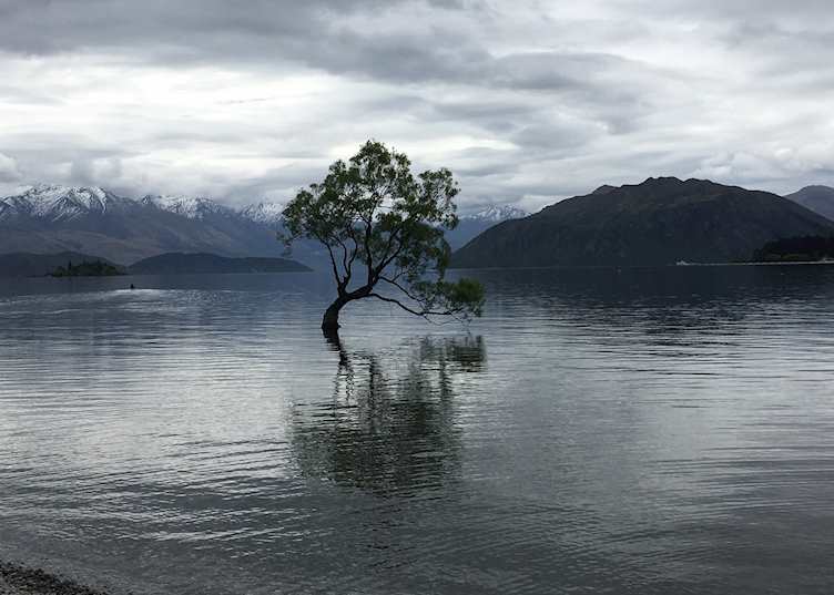 The famous Lake Wanaka Tree