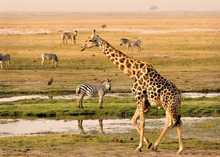 The Chobe River attracts a variety of game