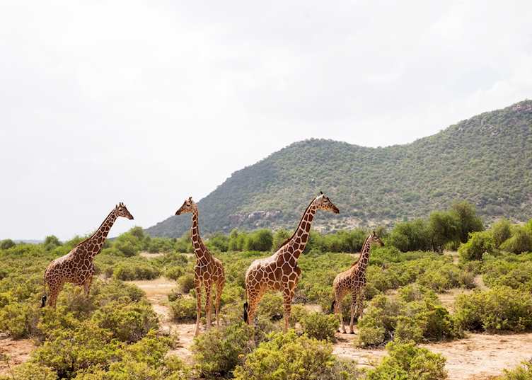 Reticulated giraffe, Samburu National Reserve