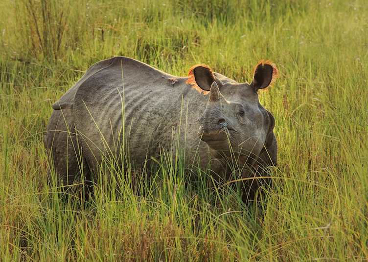 One-horned rhino, Chitwan National Park