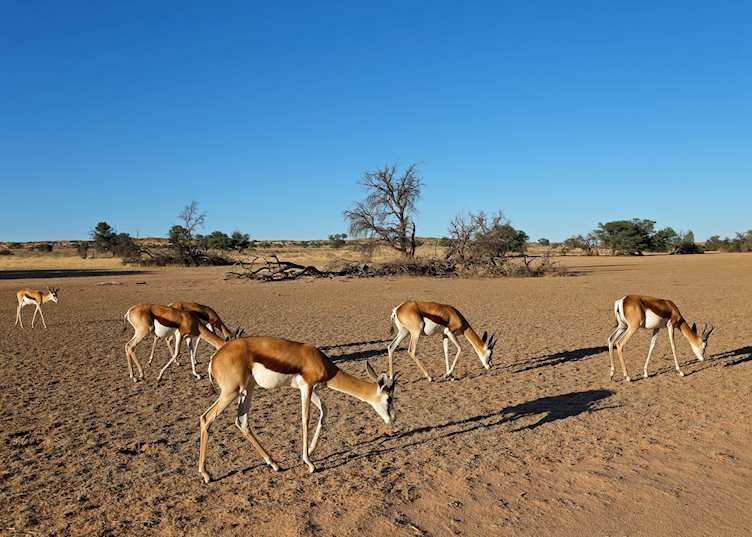 Springbok, Tswalu Kalahari Reserve
