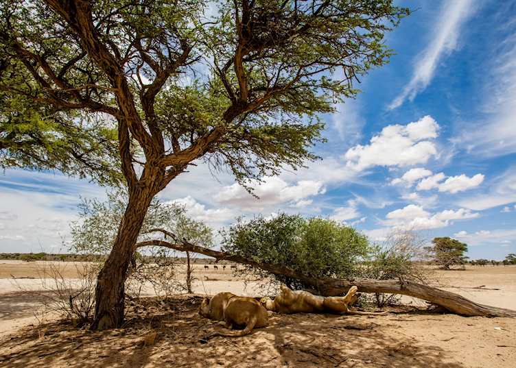 Tswalu Kalahari Reserve