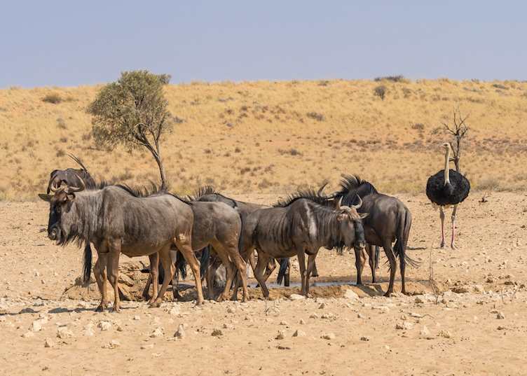 Wildebeest, Tswalu Kalahari Reserve