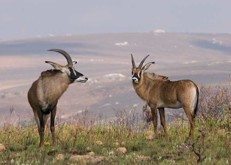 Roan antelope are seen regularly in Nyika