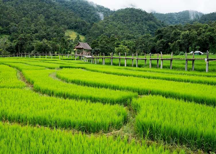 Rice fields near Pai