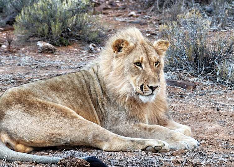Male lion, Sanbona Game Reserve