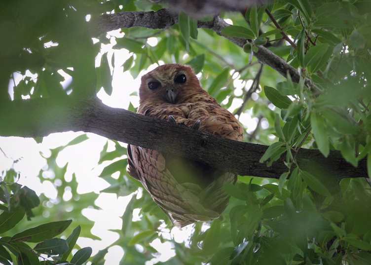 The illusive pel's fishing owl in the Okavango Delta