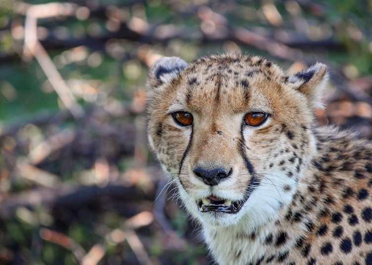 A young cheetah in the Okavango Delta