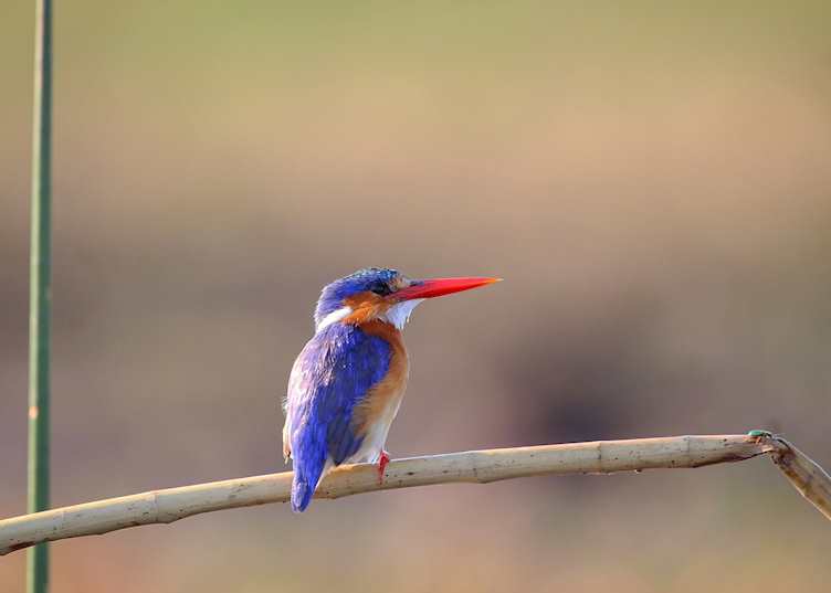 A Malachite kingfisher spotted from a mokoro