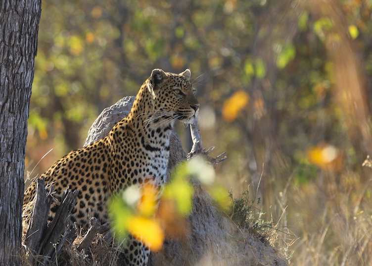 Moremi Wildlife Reserve is home to a good population of leopard