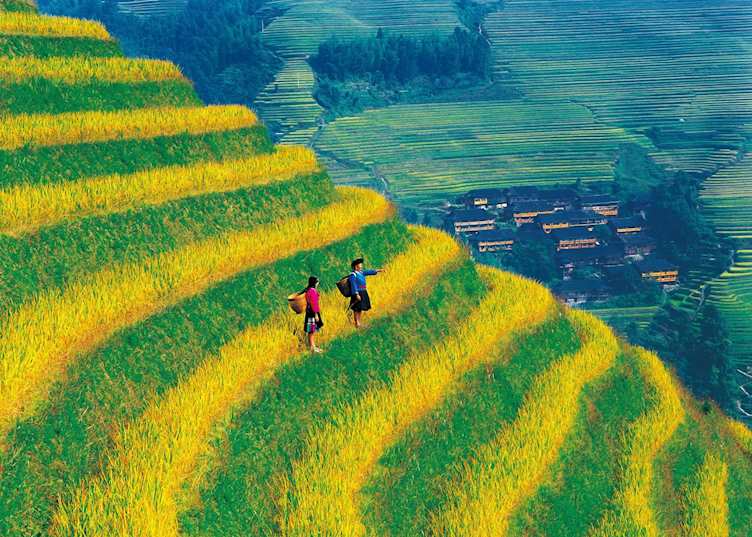 Rice terraces in Longji