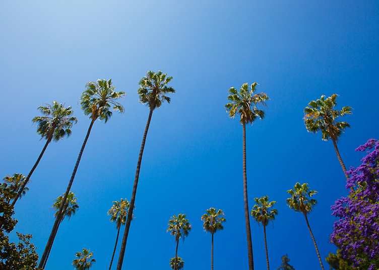 Palm Trees Los Angeles