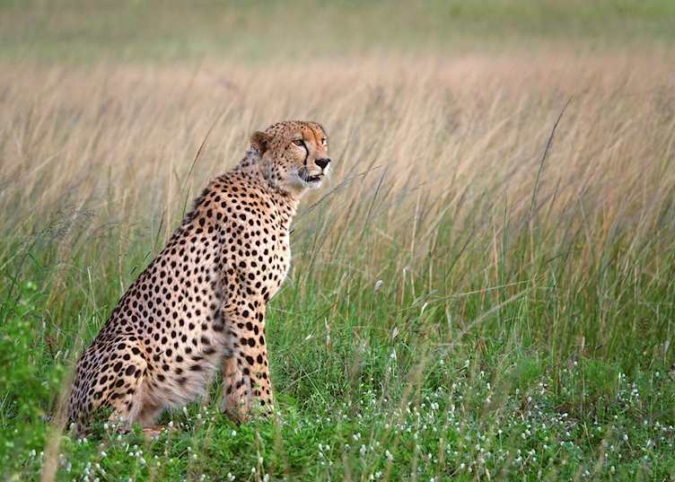 Phinda Private Game Reserve