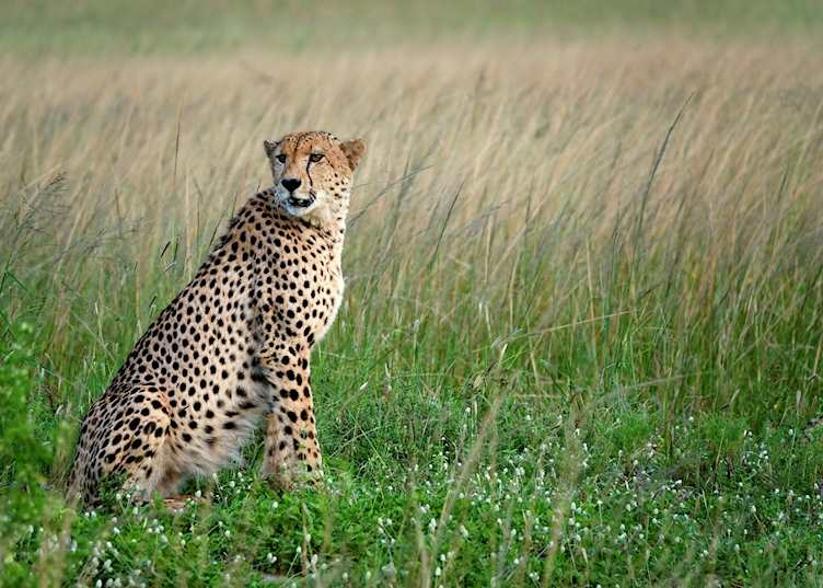 Phinda Private Game Reserve
