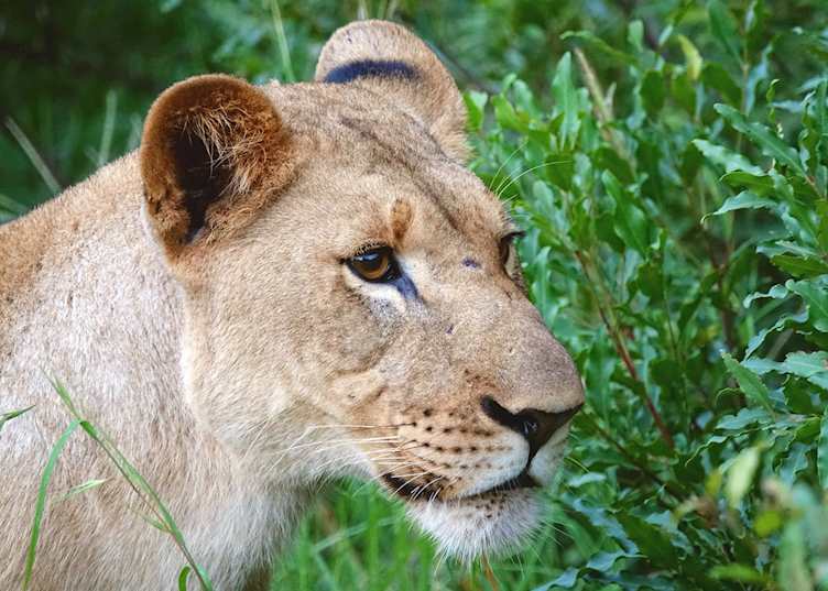 Phinda Private Game Reserve