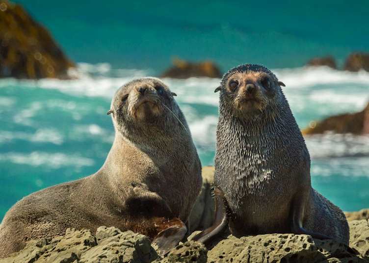New Zealand fur seals, Kaikoura