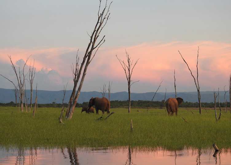 Elephant at sunset on Lake Kariba