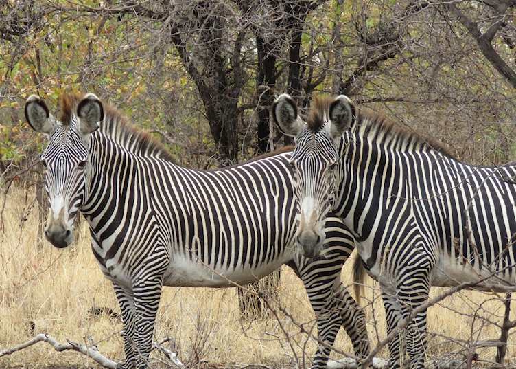 Grévy's zebra in northern Kenya