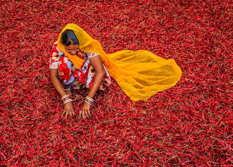 Drying of chillies