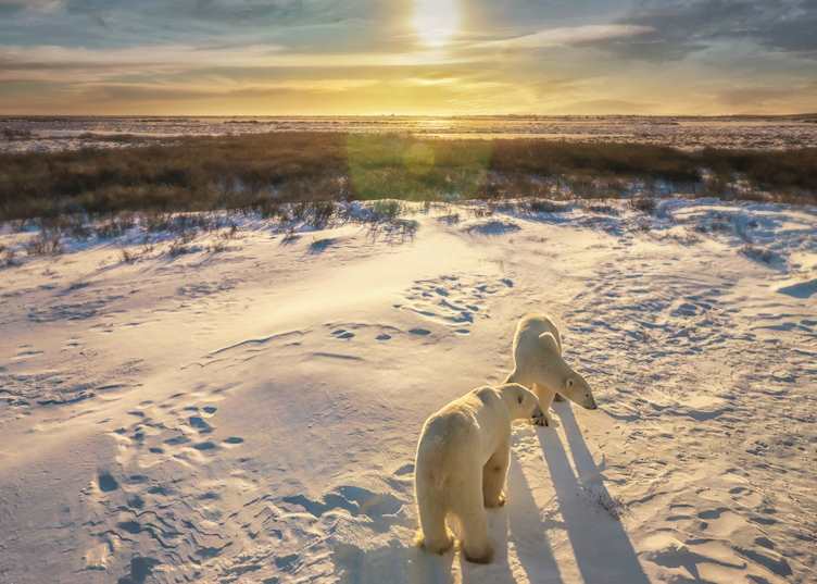 Polar bears, Churchill