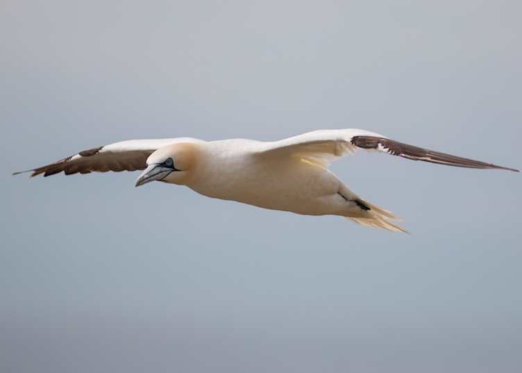 Wildlife in County Wexford