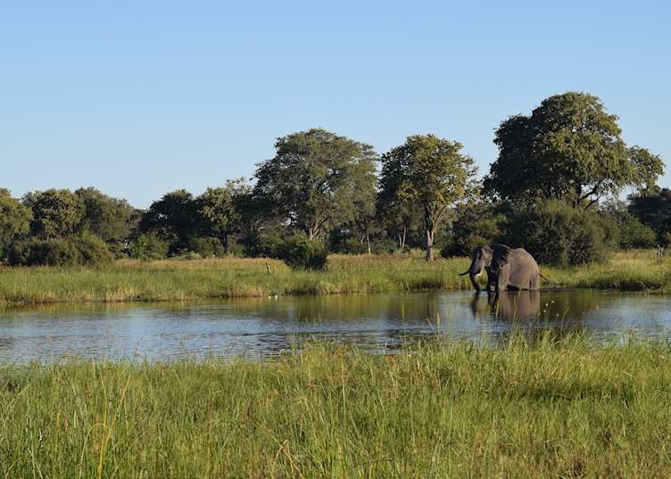 Elephant in the Okavango Delta 