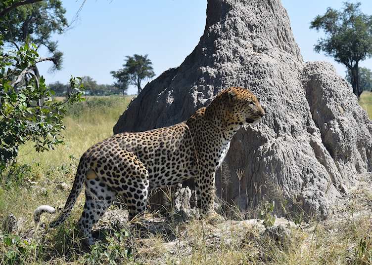 Male leopard in Botswana 