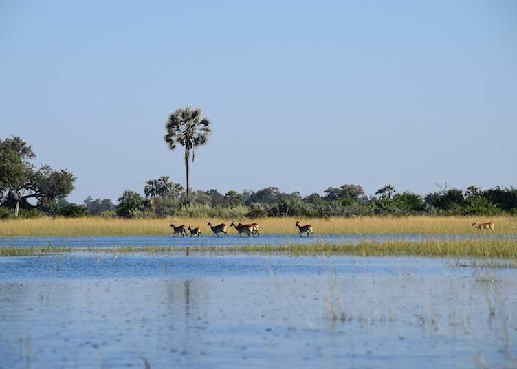 Red lechwe in the Okavango Delta 
