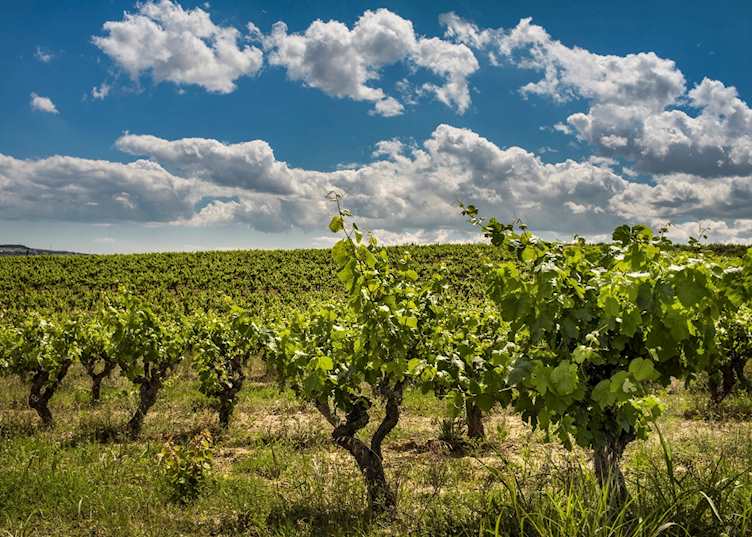Vineyard, Penedès